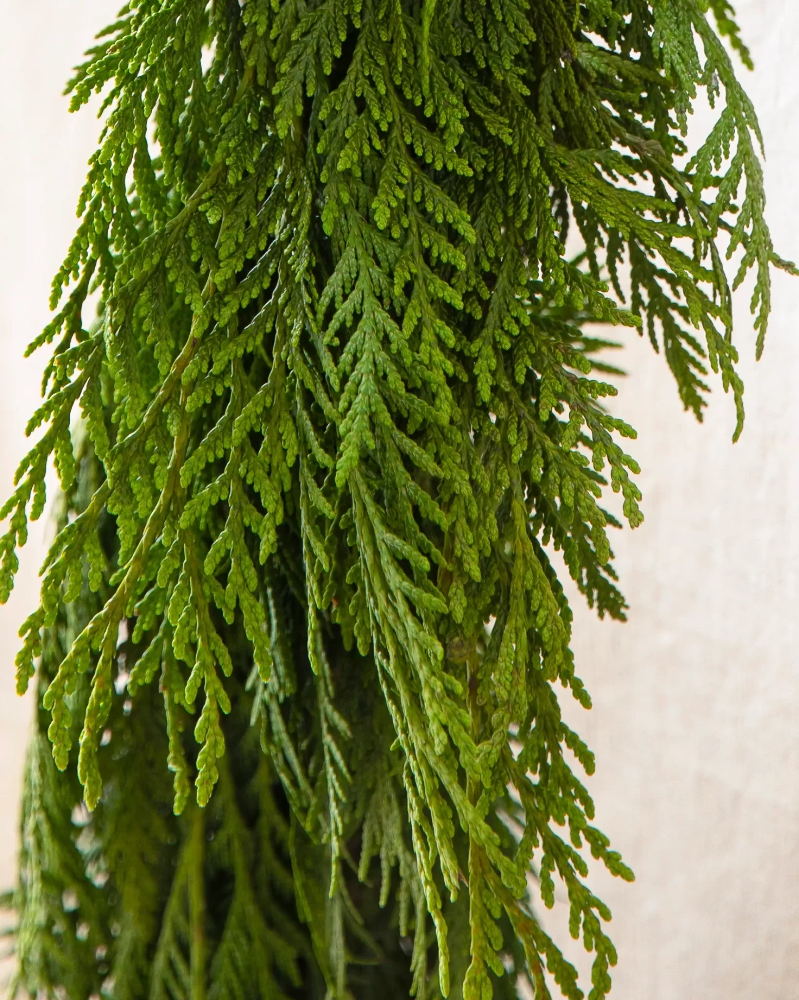 Clearance Fresh Wispy Cedar Foliage 5 - 7 Feet | 8 - 10 Feet